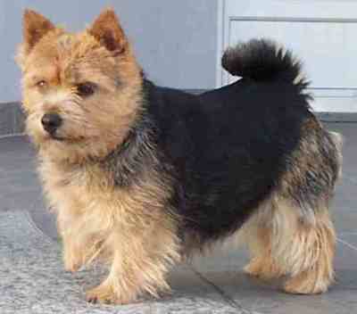 norwich terrier