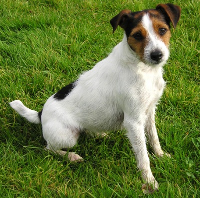 parson russell terrier