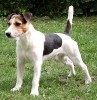 parson russel terrier