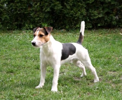 parson russell terrier