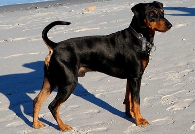 pinscher allemand