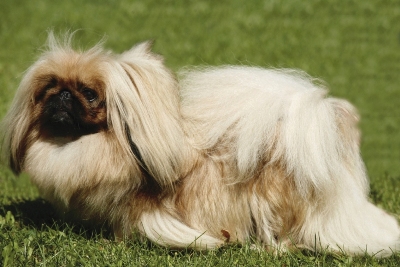 pekinois