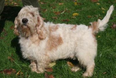 petit basset griffon