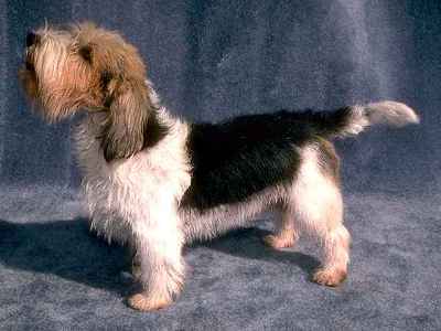 petit basset griffon vendeen