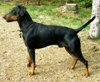 pinscher allemand