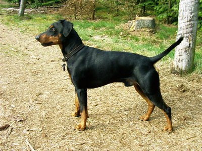 pinscher allemand