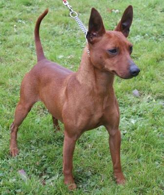 pinscher nain