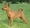 pinscher nain