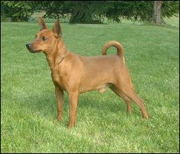 pinscher nain