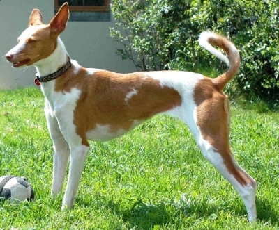 podenco Ibiza