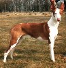 podenco d'ibiza