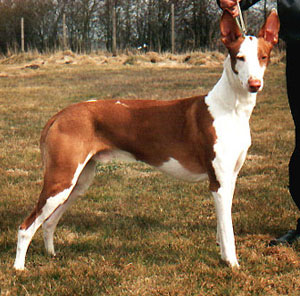 podenco d'Ibiza