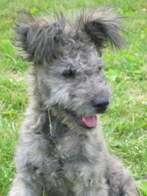 pumi