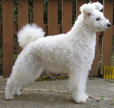 pumi