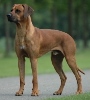 Rhodesian Ridgeback