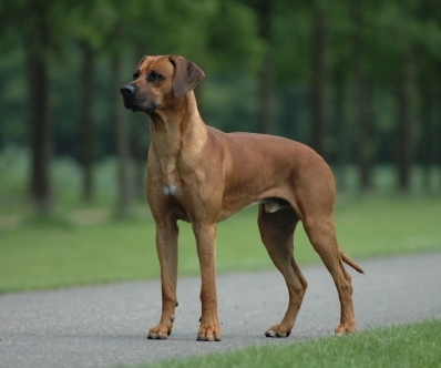 rhodesian ridgeback