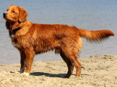 retriever nouvelle ecosse