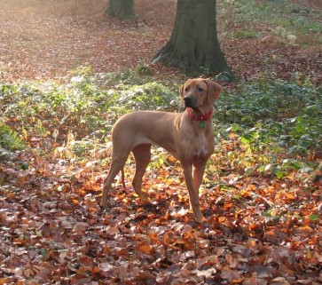 rhodesian ridgeback