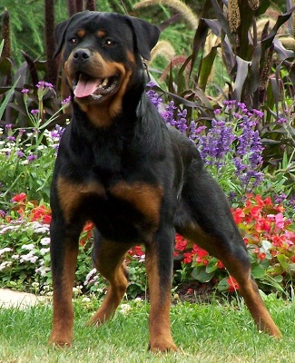 rottweiler