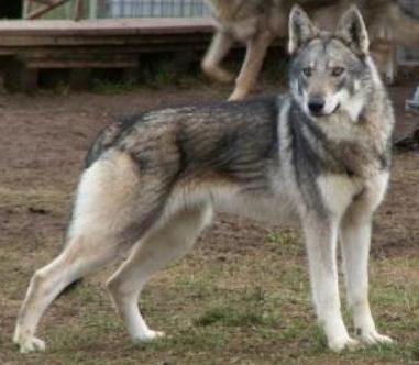 chien loup de Saarloos