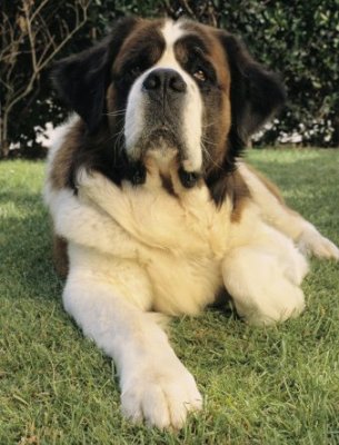 saint bernard