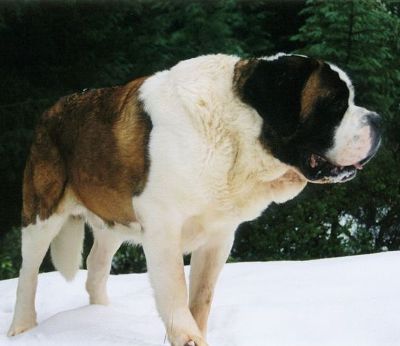 saint-bernard