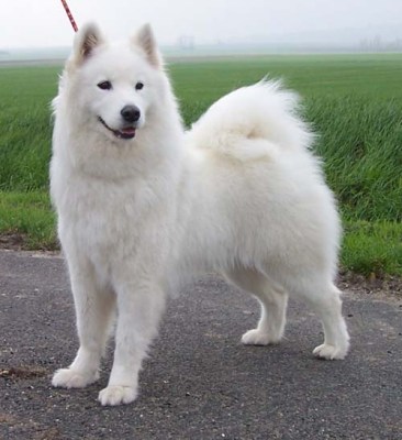 samoyede