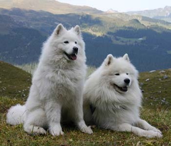 chien samoyede