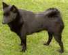 schipperke