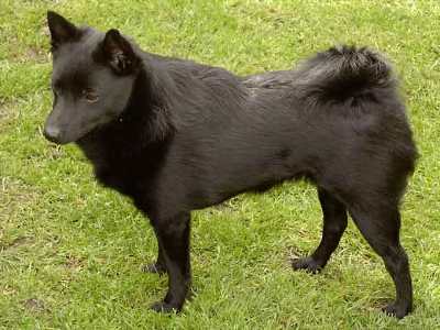 schipperke