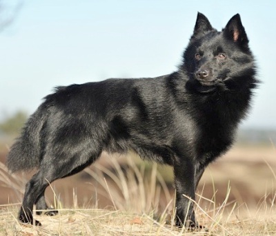 schipperke