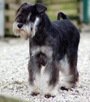 schnauzer