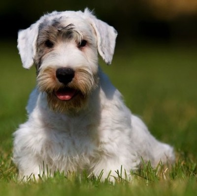 sealyham terrier