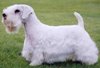 Sealyham terrier