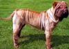 shar pei