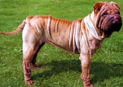 shar pei