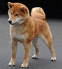 Shiba inu