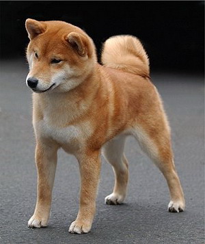 shiba inu