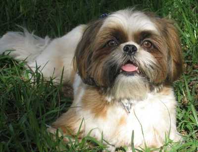 shih tzu