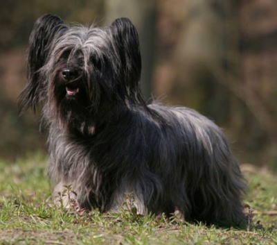 skye terrier