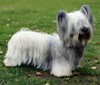 Skye terrier