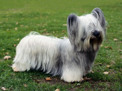 skye terrier