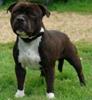 Staffordshire bull terrier