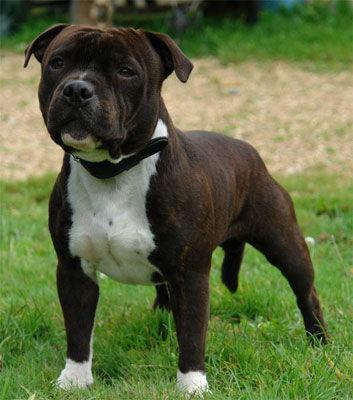 staffordshire bull terrier