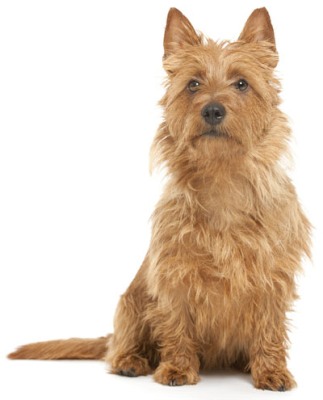 silky terrier