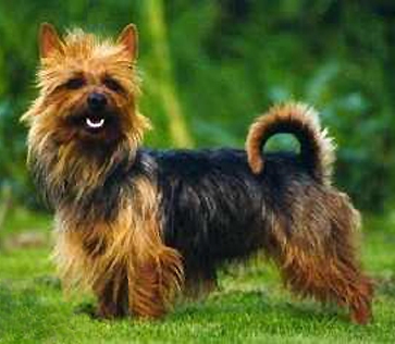 terrier australien