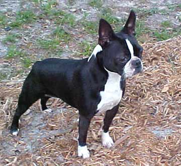 boston terrier