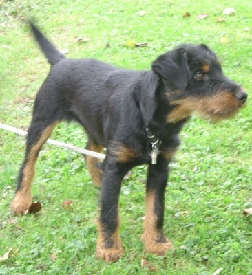 terrier de chasse allemand