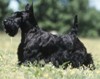 terrier écossais