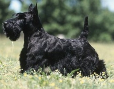 terrier ecossais